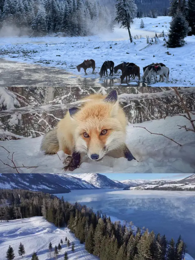 Kanas | Accidentally entered a fairyland and encountered a little fox