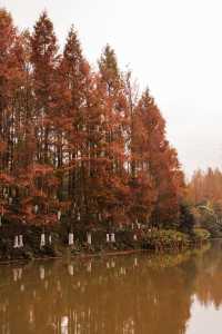 重慶的春夏秋冬都在這個公園裡，也太美了