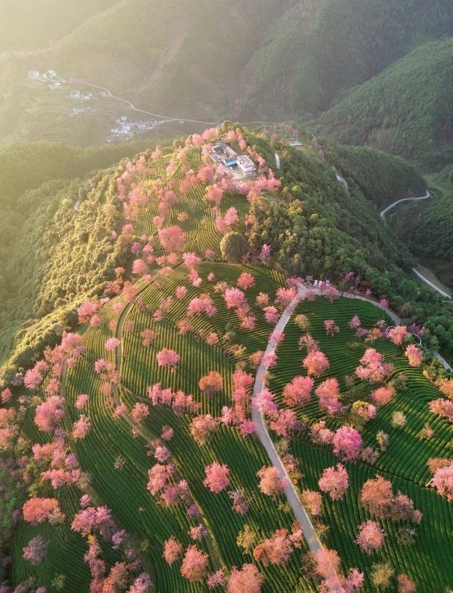 冬季大理的櫻花，超級浪漫