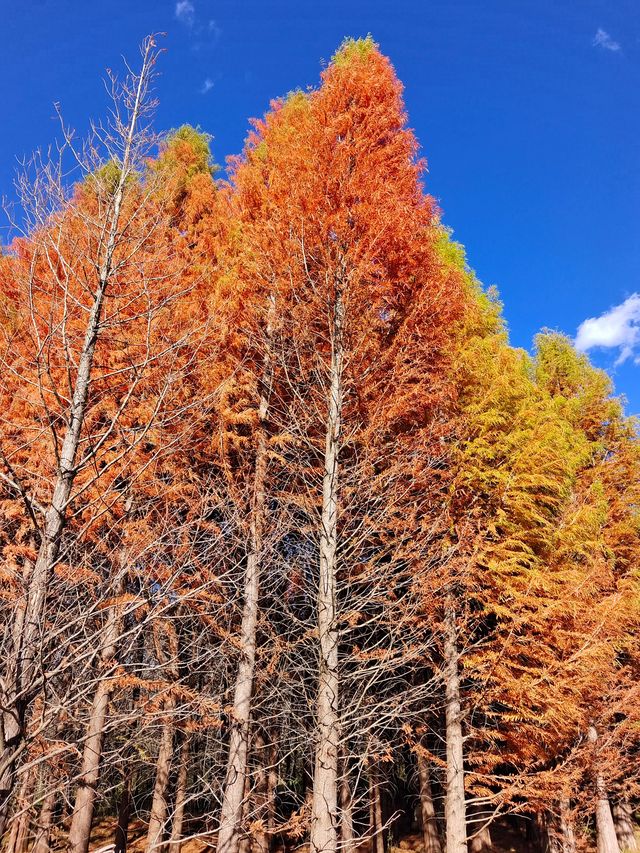 紅水杉