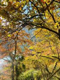 四明山的深秋調色盤|||山，水，樹，人文融為一體的古村落