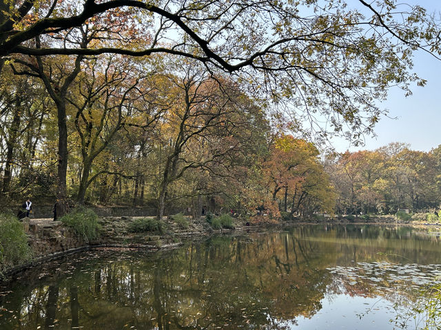 11月底的靈谷寺