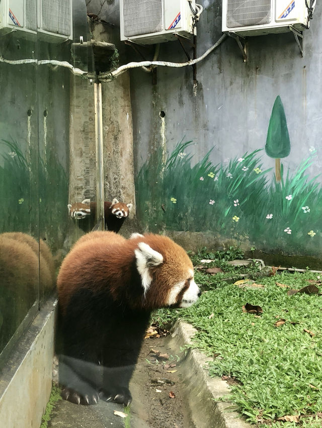 深圳東部華僑城｜快帶全家老小一起來大型觀景遊樂園