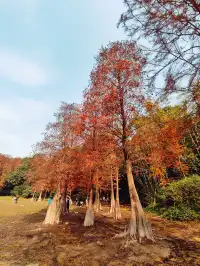 黃婆洞水庫｜看萬杉紅遍，層林浸染