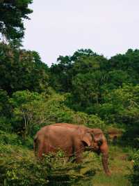 Yala National Park, Sri Lanka🇱🇰🐆