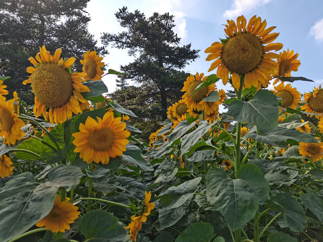 請收下這篇：辰山植物園遊園指南