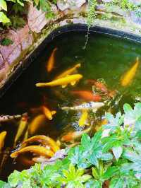 鄭州·夢溪園隱匿在鬧市裡的絕美小園林
