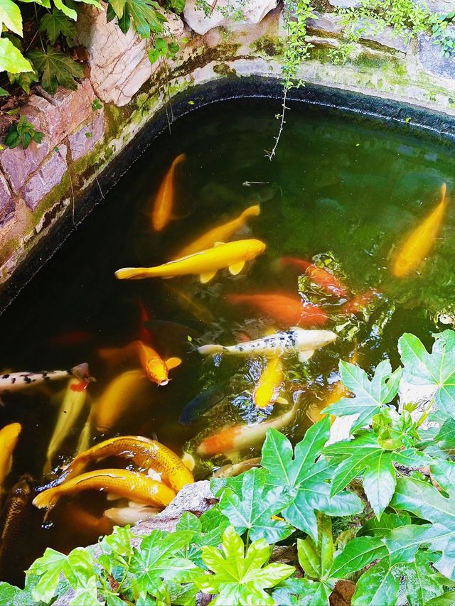 鄭州·夢溪園隱匿在鬧市裡的絕美小園林 鄭州·夢溪園隱匿在鬧市裡的絕美小園林
