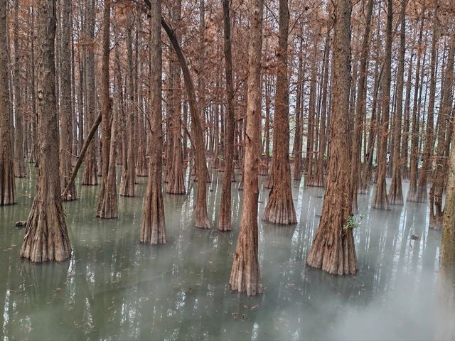 肇慶端州｜星湖濕地公園｜大自然美得不像話