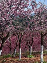 不需要去日本，在韶關就能看到免費的櫻花了