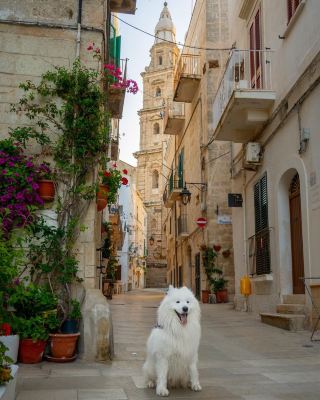 🐻‍❄️ Knock knock! Someone's home in Puglia, Italy - and it's amazing! 🌊🌸🏖️