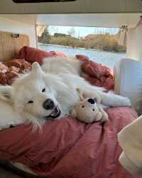 Felix & Daisy Explore the Perfect Easter Weekend Getaway! 🚐🏖️"