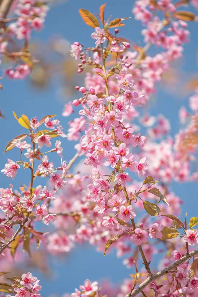 賞花季 | 寶藏春日賞花指南，錯過再等一年