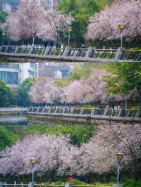 地鐵直達東湖公園的紫葉李真的都開好了！