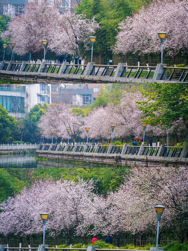 地鐵直達東湖公園的紫葉李真的都開好了！