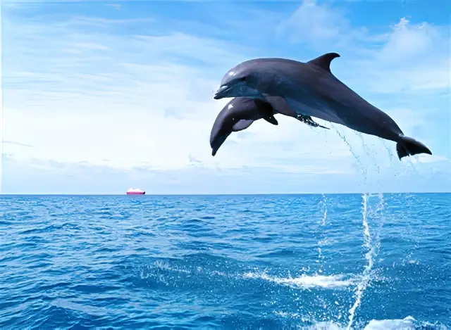 Maldives Family Fun Park: Six Must-Experience Activities for Families