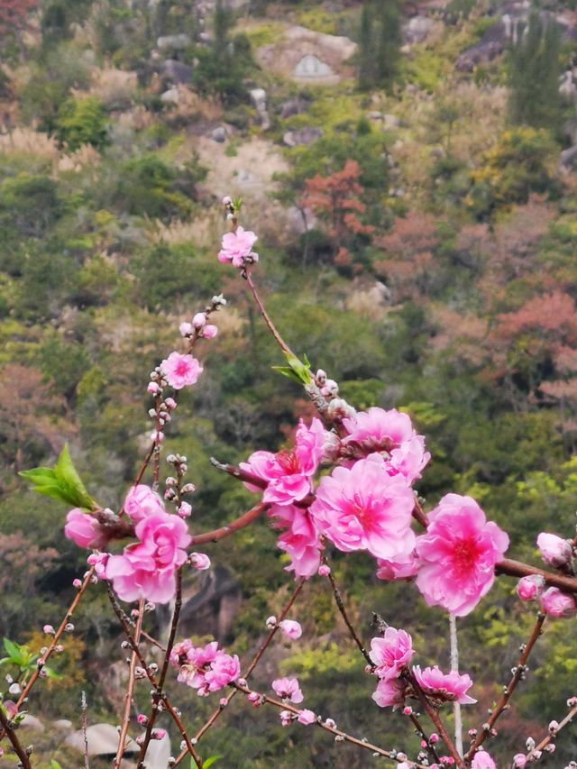 春天在哪裡？三月遊汕頭首選！濠江巨峰寺看桃花！