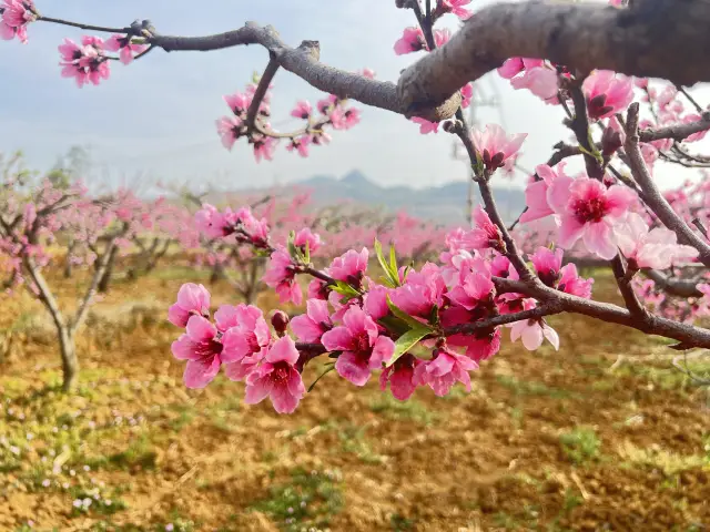 The peach blossoms are blooming one after another