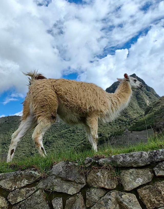 南極之旅3：秘魯印象深刻的馬丘比丘