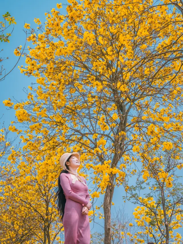 Self-driving in Guangxi | How to take photos of the yellow bellflower trees at Nanning Qingxiu Mountain?