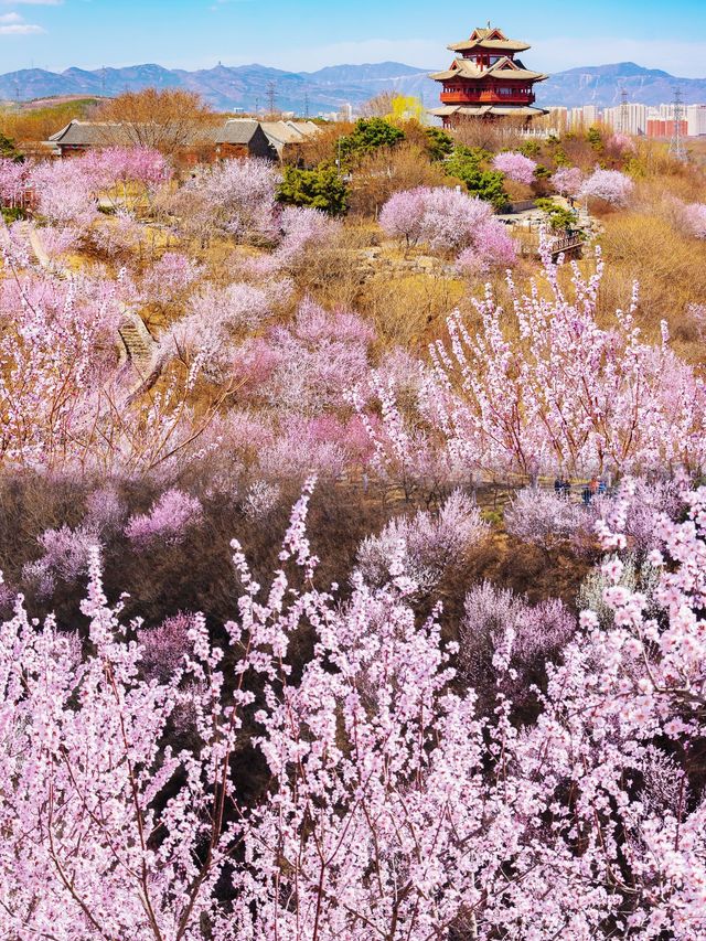 京都賞花園博園中絕美桃花谷驚艷整個春天