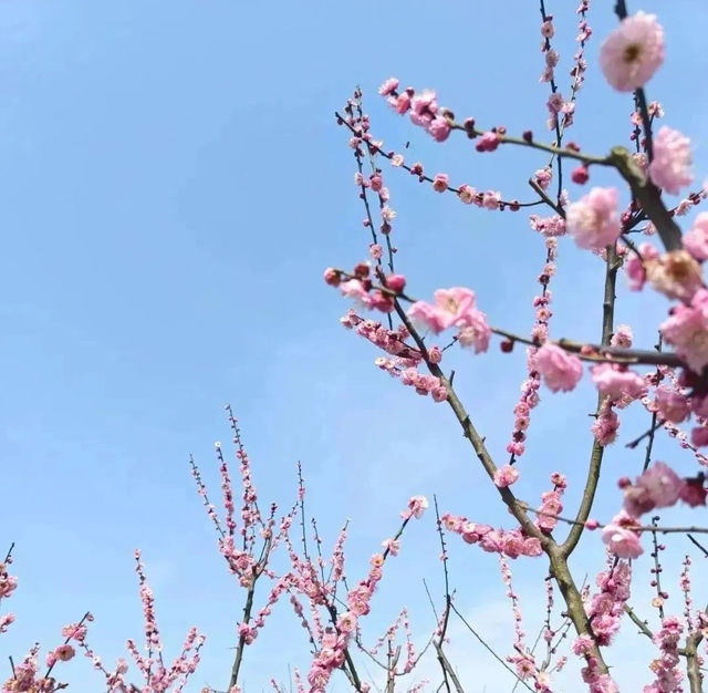 陽春三月，踏青賞花好時節