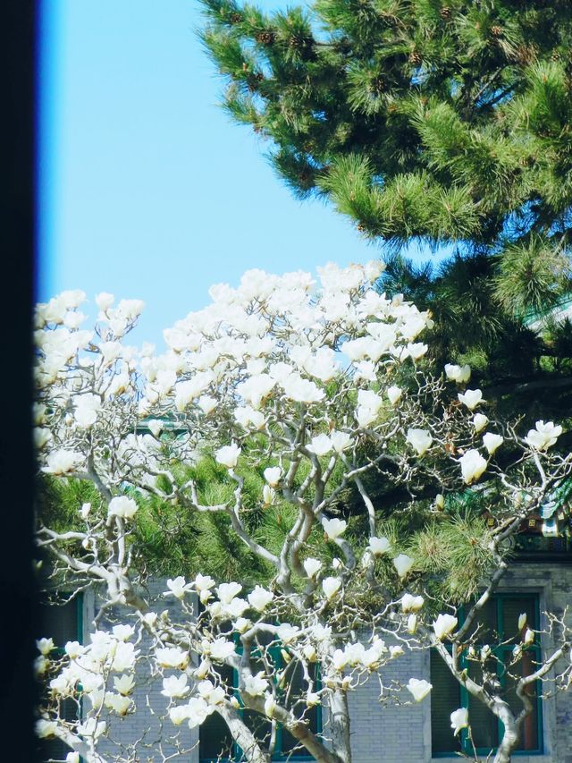 北京賞花｜這三個公園已迎來玉蘭綻放