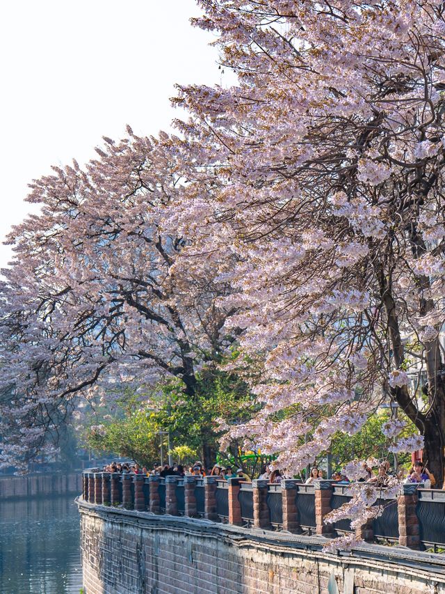 成都！藏在城市裡的春天