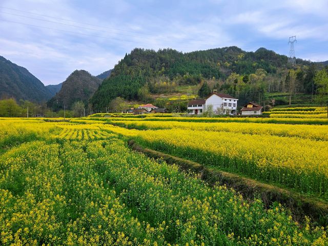 走進花海，便走進了春天