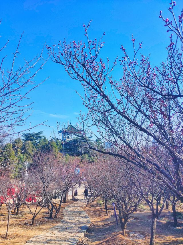 三月二十四日，春天裡三顧梅園，梅開一朵