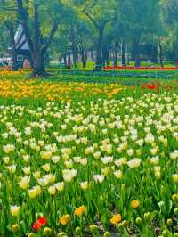 大寧公園｜50萬株鬱金香花海｜賞花地圖&攻略