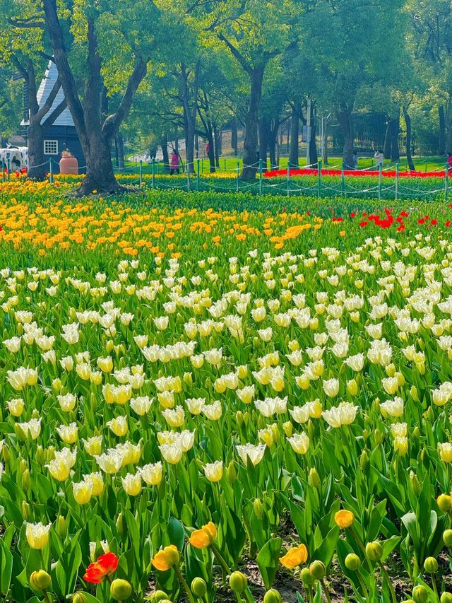 大寧公園｜50萬株鬱金香花海｜賞花地圖&攻略