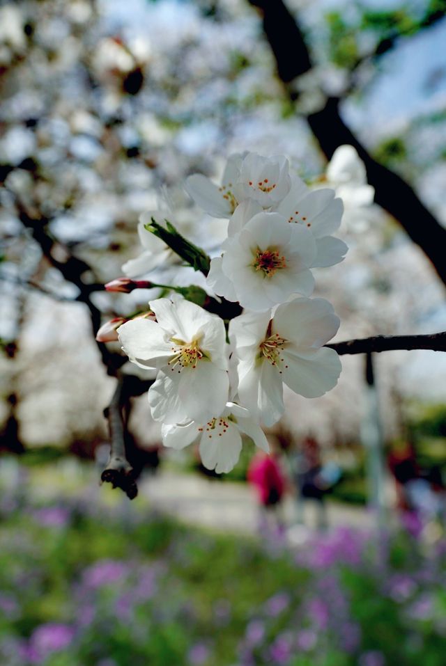 世紀公園賞櫻花