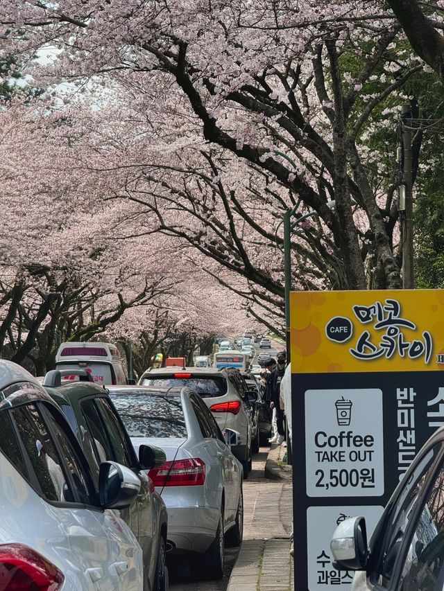 春日限定！西歸浦賞花三日遊，你絕對不能錯過！