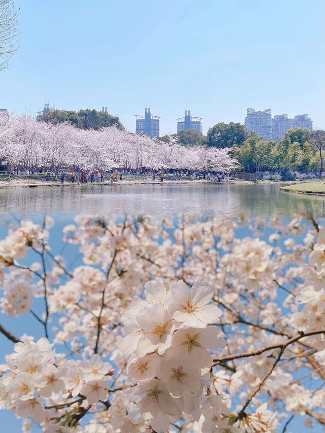 上海周邊遊！世紀公園櫻花盛放啦！