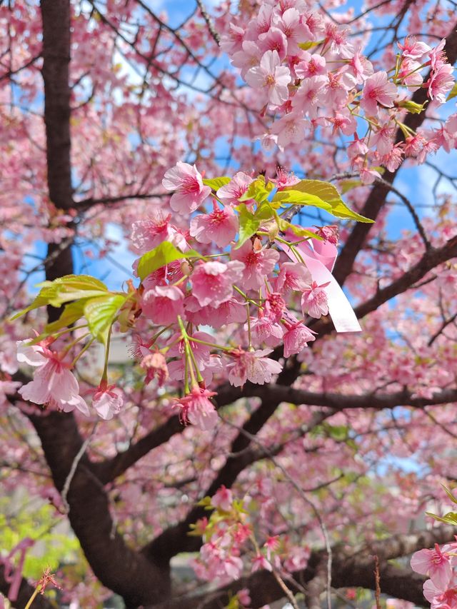 【戀戀櫻花季】再訪櫻神宮，晴天的櫻花更清媚～