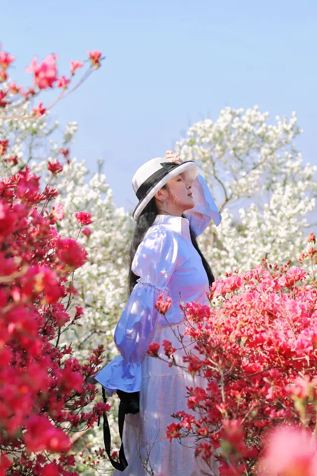 The mountain of clouds and mist is a sea of magnolia flowers, and the azaleas bloom in a sea of red across the hills