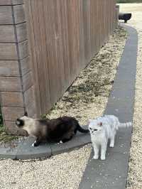 在成都也有專屬動物樂園啦