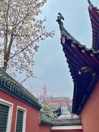 又是一年玉蘭花開時今日長春觀 Live圖