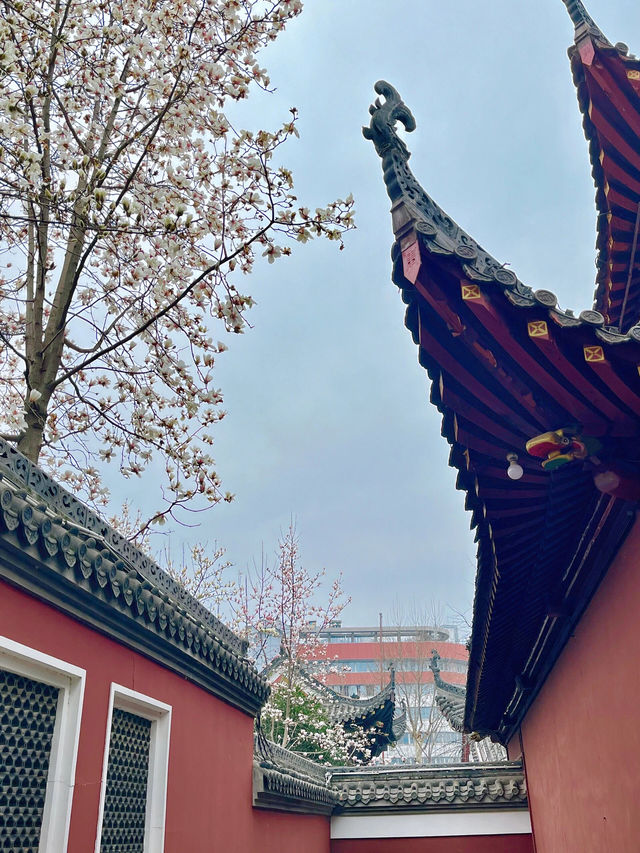 又是一年玉蘭花開時今日長春觀 Live圖
