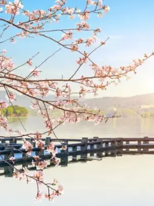 국내 호숫가 벚꽃 명소 대공개