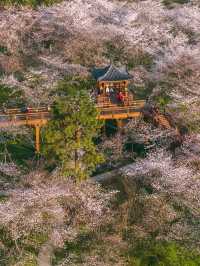 Flower Garden in Wuhan is Amazing♥️🇨🇳