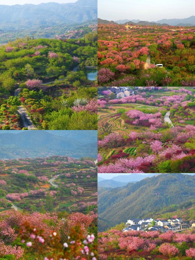 一起去龍池爬山看高山杜鵑