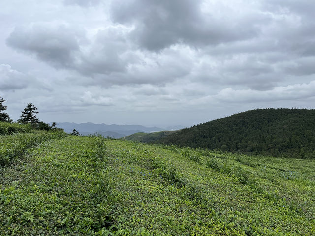 品茗福泉山