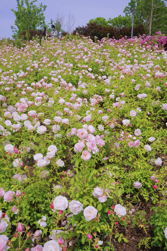 鄭州版的莫奈花園 | 西流湖公園賞花