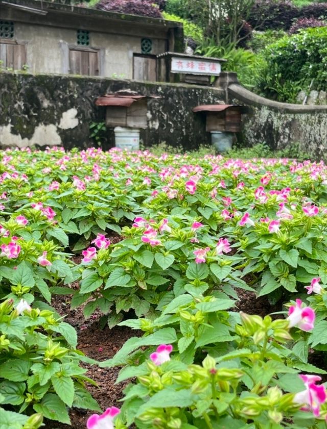 梅州雁南飛茶田景區