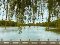 北京｜你看到陶然亭公園的鵝掌楸了嗎？