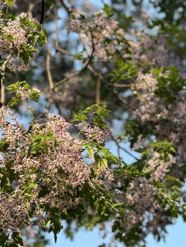 泉城公園識植物