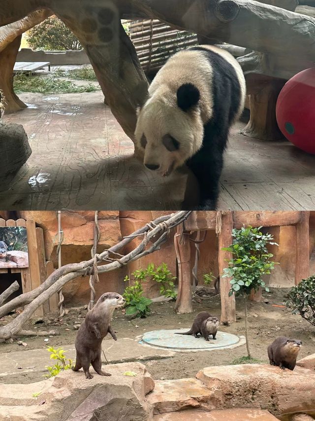 淹城野生動物世界，與小熊貓的親密接觸！
