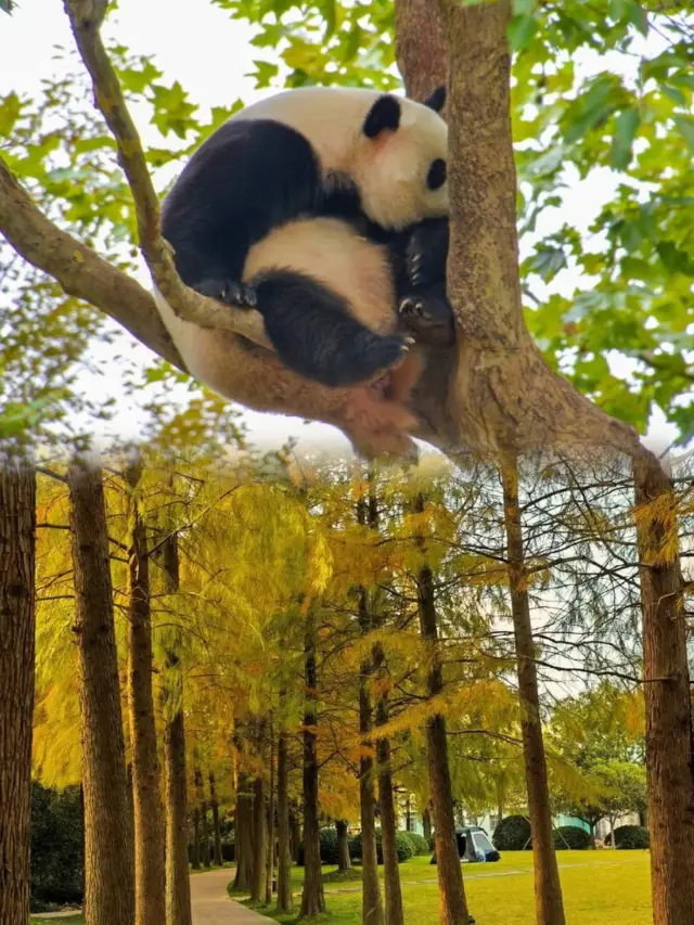 上海野生動物園超實用攻略